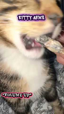 #xyzbca #trending #tiktok #catsoftiktok #capcut 