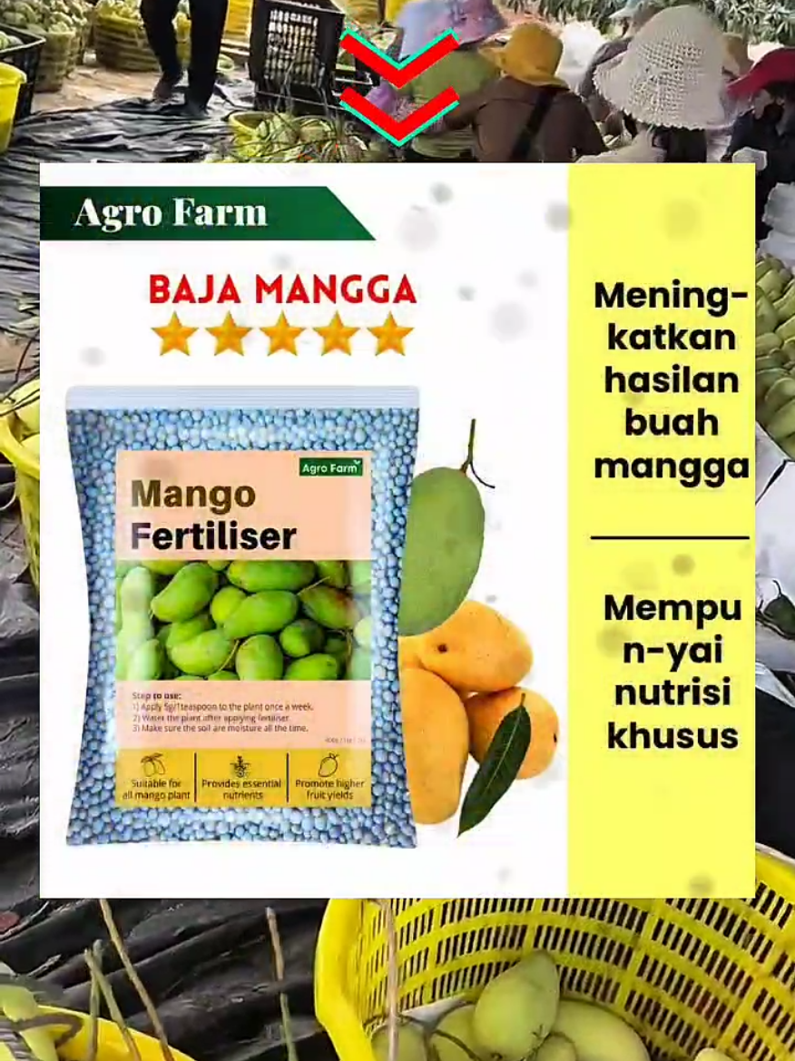 Pokok mangga tak nak berbuah? Asyik daun je banyak? Jom cuba Baja Khas Mangga ni! Rahsia buah mangga jadi lebat, manis, gebu dan penuh satu dahan!Dengan formula khas, pokok cepat berbuah, hasil lebih besar, lebih manis dan tahan lama. Tak perlu tunggu bertahun-tahun nak rasa hasilnya lagi!Kalau nak kebun mangga jadi penuh dengan buah, cuba sekarang! #bismillah  #fyppp  #tiktokmalaysia  #bajamangga  #agrofarm 