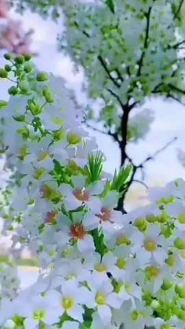 #giaitritiktok #vuive ###