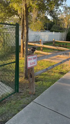This made me so sad it had a broken leg n poorly mouth 😔 poor raccoon 🦝 