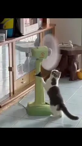 Why are cats like this #pet #funnycat #cat #kitten #catlovers 