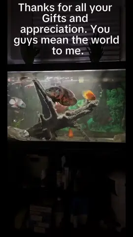 Thanks for all your Gifts and appreciation. You guys mean the world to me.#tiktoklive #livehighlights 