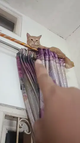 Bolu kok gituh 😭😭 #kucingbolu 