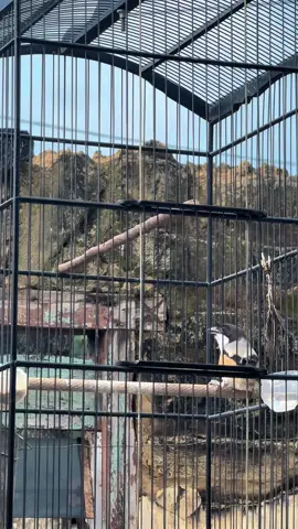 Badan ndangak ke atas gini, ekor mantul” yakin ga pengenn prestasian loh🤩🔥🙌🏻 #kicaumanianusantara #kicaumaniaindonesia #cendetmadura #cendeters 