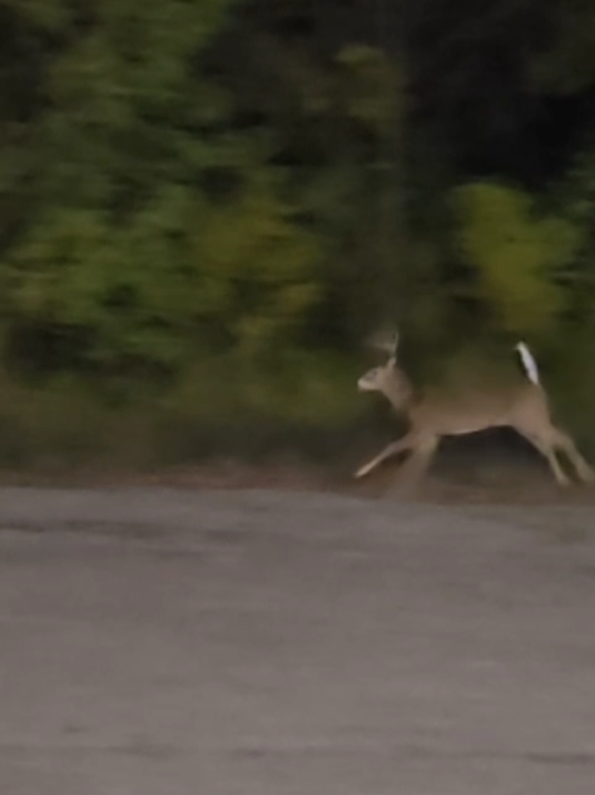 Parking lot buck. They rutting hard around here! #deerseason #therut #buck 