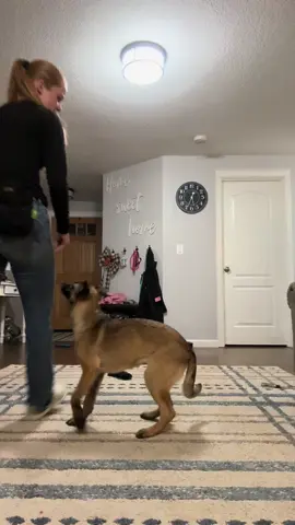 If I just keep going maybe I’ll get the treat 🧐😂 Not one word was said to her  #funnydogs #training #foryouuu #foryou #malinois 