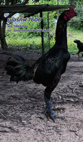 🔵 เจ้า เพชรสนั่น ลูกชาย เยียร์สนั่น 🔵 #เยียร์สนั่น #ไก่ชน #ไก่เยียร์ #ฝากติดตาม #อย่าปิดการมองเห็น 