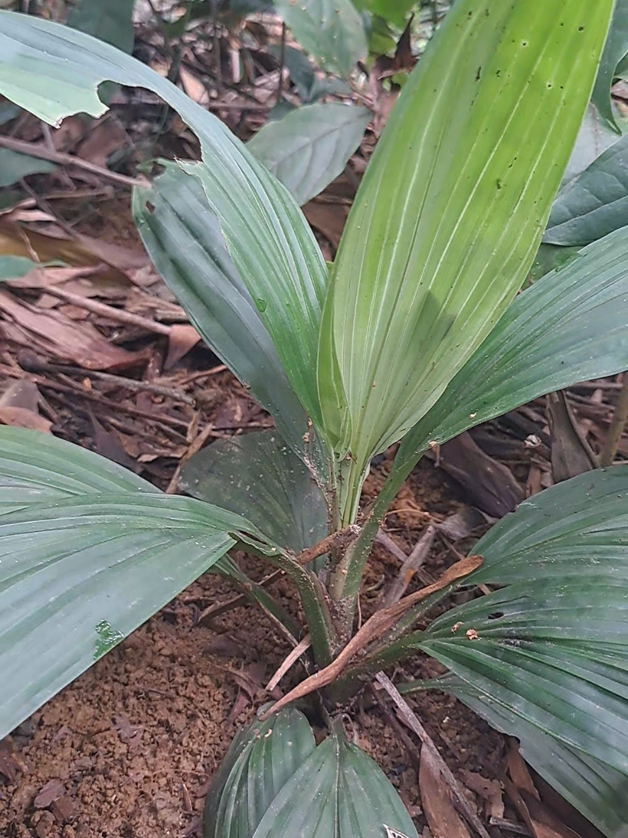 dược liệu đông bắc