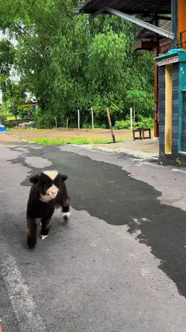 Loncat loncat terus 🥰 #dombamerino #merino #dombalucu #dombabatur 