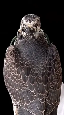 #اكتوبر #مقناص #شواهين #عرعر #عرعرنا_الحدود_الشماليه_عرعرنا 