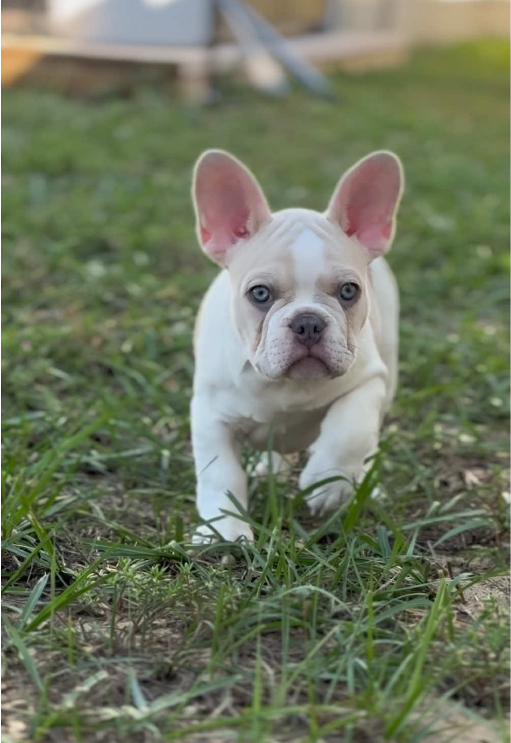 He is adorable!🥰 #knuckleheadbullies #puppylove #frenchbulldog 