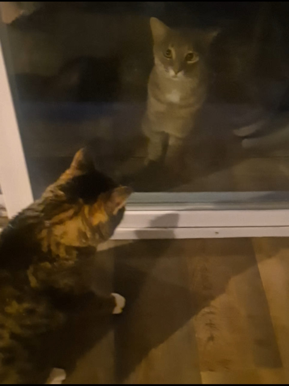 Cassidy made a friend  #funny #cat  #fyp #catsoftiktok #humor 