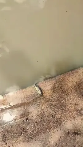 Jangan samain aku dengan ikan lain bangg .... #betok #ikan #fyppppppppppppppppppppppp #lucu_ngakak #lucubanget 