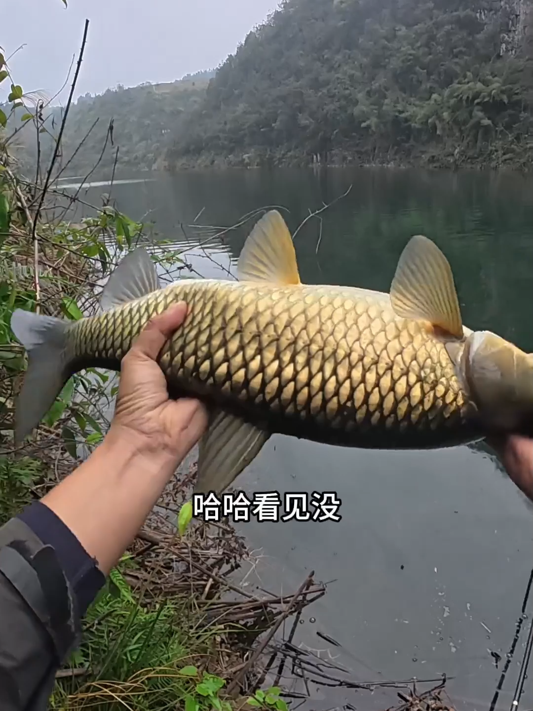 Không ngờ ở đây l;ại có cá trắm vàng óng luôn #cauca #caucagiaitri #fishing #caucatunhien #caucachuyennghiep