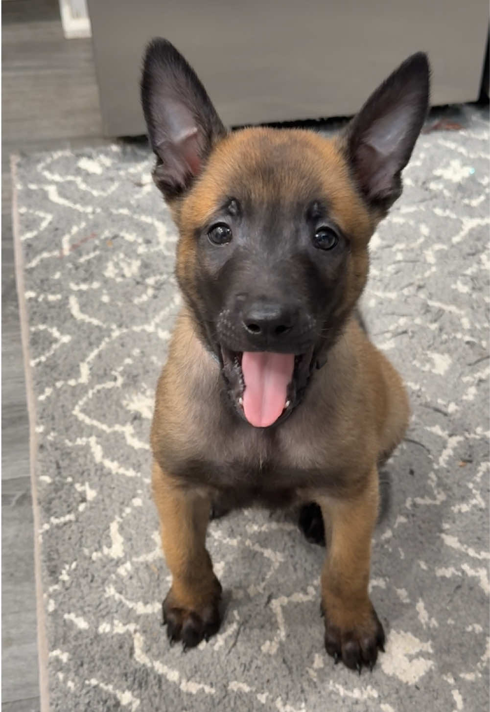 #belgianmalinois #malinois #dog #puppylife #mali #maligator 