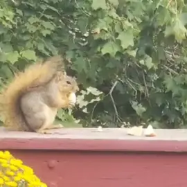 #fyp #Animals #feedhim #nature 