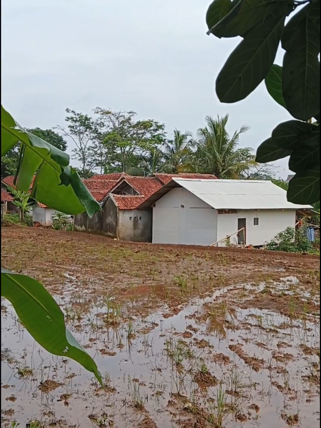 lembur kuring#sawah #petani #pesawahan #tiktok 