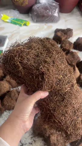 #nhatban🇯🇵 #dieucay #thuoclaonhatban #nhatban🇯🇵❤️vietnam🇻🇳xuhuong 