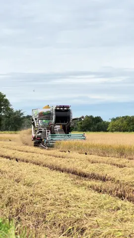 ลูกพี่จัดให้🤟🏻💯#เจ๊จุ๋ม😍 #สมบุญพัฒนา #นาปีอีสาน🌾 #สารคามน้ําบ่ต้อง 