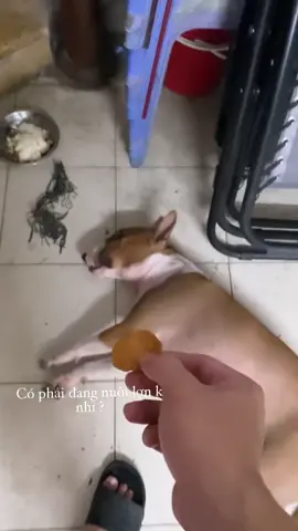 Sướng như cún là có thật 😂😂😂#tamcongchua #mrgold 