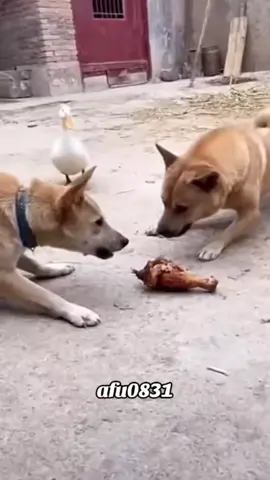 #duet cùng @Funny #粉丝一千万 