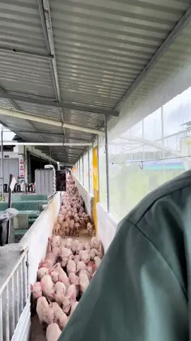 Dắt mấy em 🐖 đi dạo#nuoiheo #trangtrai 