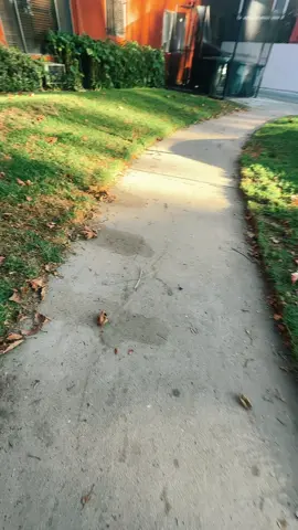 #paratiiiiiiiiiiiiiiiiiiiiiiiiiiiiiii hierba santa para un caldo de pollo cuando estás resfriado 🤒🤧