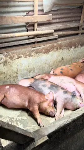 😃 #fyp #peternakbabi #peternakmuda #ternakbabi #xybca 