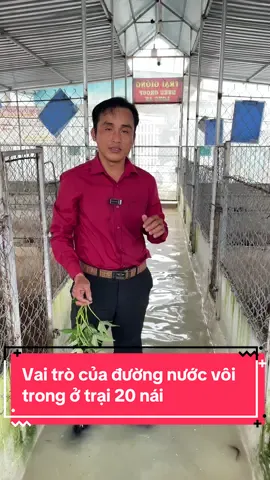 Vai trò của đường nước vôi trong ở trại 20 nái#heorunglai #heorung #nuoiheo #longan #xuhuongtik 