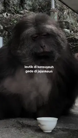 kumaha deui atuh da beuki jajan #capruk #storysunda #monyetgalau #atuheuy 