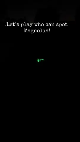 This harness is really bright! Magnolia is in an XL, she is a Rottie and weighs 95lbs. The XL can be adjusted to also fit Fig, Rottie 135lbs. #harness #dogs #rottweilers #nightwalks #lightup 