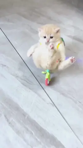 Go to school 🏫 #kitten #catbaby #catlover #cute #littlekitten 