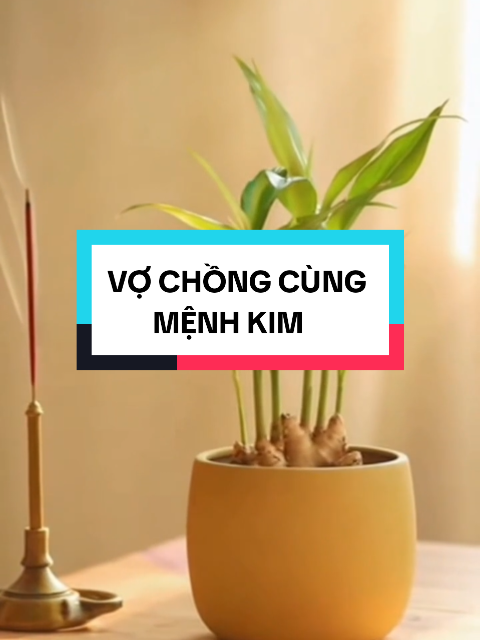 Vợ chồng cùng mệnh kim - cách trồng và đặt chậu gừng phong thủy #meophongthuy #phongthuytamlinh #vochongmenhkim#caygungphongthuy #cachtronggungphongthuy 