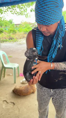 #fallowme😍 #viraltiktok #likesharecommentguys #kambingwalangpaa #update kay SEA goat ngayon araw @rodley Rioveros Macuha fb page