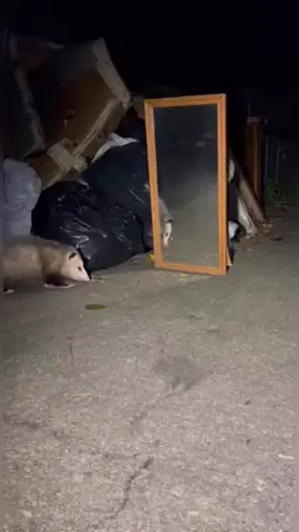 When a opossum sees himself in the mirror. 🤣😂 #opossumsoftiktok #opossum #funnyvideo #lol #wildanimals 