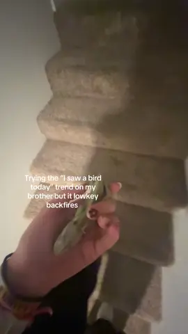 BRO I WAS RIGHT BLUE JAYS ARE IN THE US #fyp #bird #brother #fyp 