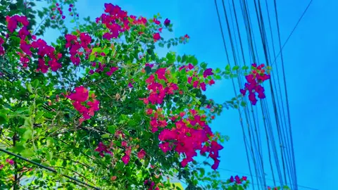 বলতো কি ফুল এইটা..?🙄#Foryou #viralvideo #fyppppppppppppppppppppppp 