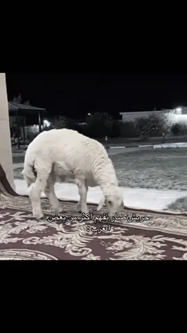 #الشعب_الصيني_ماله_حل😂😂 #فرحان #explore #فارس_الجروي #الجزل @فارس الجروي @الجزل 