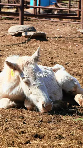 The post you’ve all been waiting for! They are SAFE. 20 beautiful lives. Their road back to health and freedom starts NOW 🙏🏻 We HIT the $10,000 match just in time and we have just $1,325 left to raise to complete this rescue mission- and they’ll be home SO SOON ❤️❤️❤️ (not all 20 are shown in this video by the way!) Stay tuned. ❤️ this post. ✈️ share. 💬 leave a note. 💰 make a donation- EVERY SINGLE dollar counts and adds up to save lives!!!!!! Every donation RIGHT NOW it doubled thanks to a generous matching donor- so your contribution is DOUBLED!💥 ⬇️How to donate⬇️ -   Donate on our website using your card: tap the link in our bio & click the ”Bowie Auction Fundraiser” button! -   Venmo: @ Nirvana-Mustang-Sanctuary (NO profile picture and NO dash at the end, watch for scam accounts!!) -   Zelle: (936) 661-7689 -   PayPal: Info@nirvanamustangsanctuary.org -   Cashapp: $NirvanaMustangSanct -   Check: Nirvana Mustang Sanctuary PO Box 10 Atlanta, TX 75551 Nirvana Mustang Sanctuary is a registered 501c3, all donations are tax deductible! EIN: 87-6699234