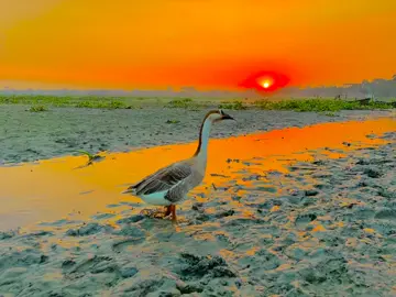 সব কথা মনে রাখি না তবে যে কথা একবার বুকে এসে লাগে সেই কথা কখনো ভুলি না..!!😅❤️‍🩹#foryou #foryoupage #vairal #unfrezzmyaccount #foryoupageofficiall 