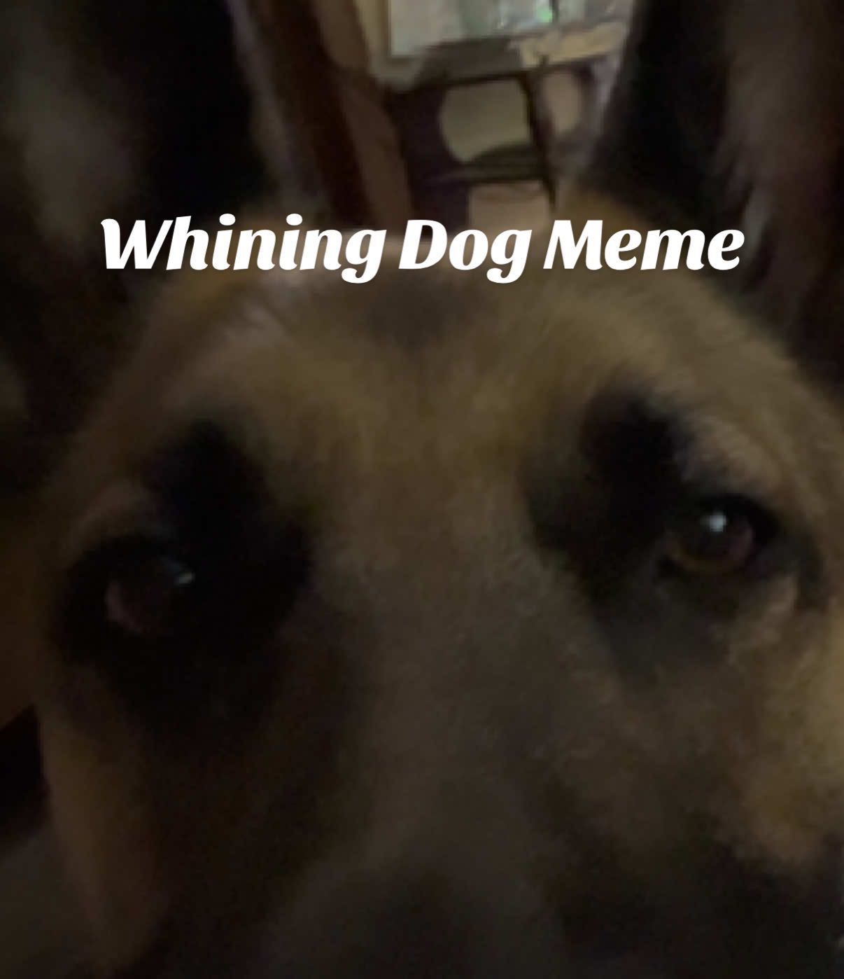 Whining dog meme - NOT the original - just the original sound like everyone else does 😳🙄 #whining #meme #memestiktok #gsd #germanshepherd 