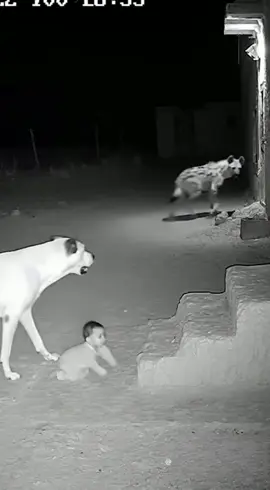 DOG SAVES BABY FROM WOLF #doglife #pets #cctvcamera