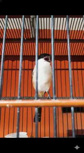 Oke aa #cendetmanianusantara #srigunting #cendetmaniaindonesia #kicaumanianusantara #kicaumania 