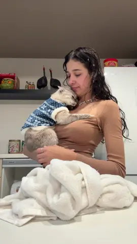 Filhinho da mamãe 💛✨ Como não amar o Reginaldo Mingau  #foryou #cat #trend #catsoftiktok #desabafo 