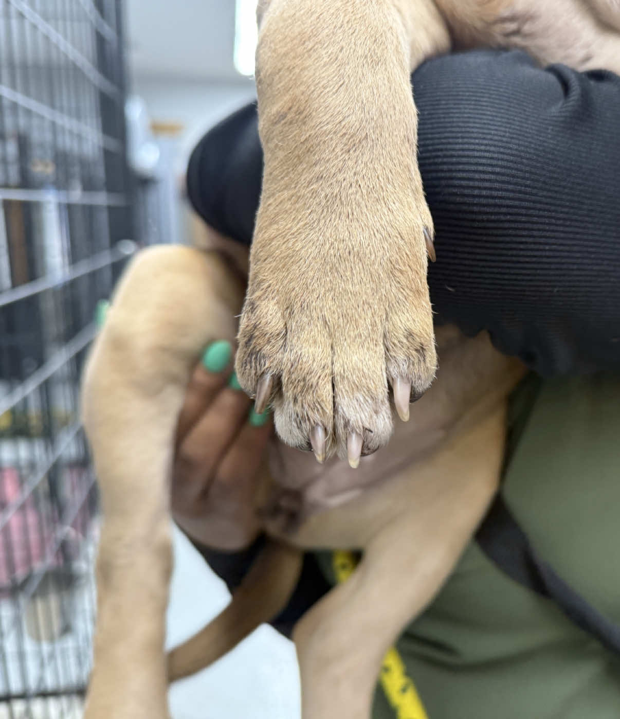 Emergency intake today. Know that behind this wagging tail is a little pup in heartbreaking condition. We will share more once their stray hold is up and they’re finally ours.💔 . . . #sftsrescue #animalrescue #dogrescue #vetmed #animalshelter