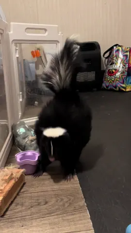 Just a skunk, living his best life #skunksoftiktok #skunks 