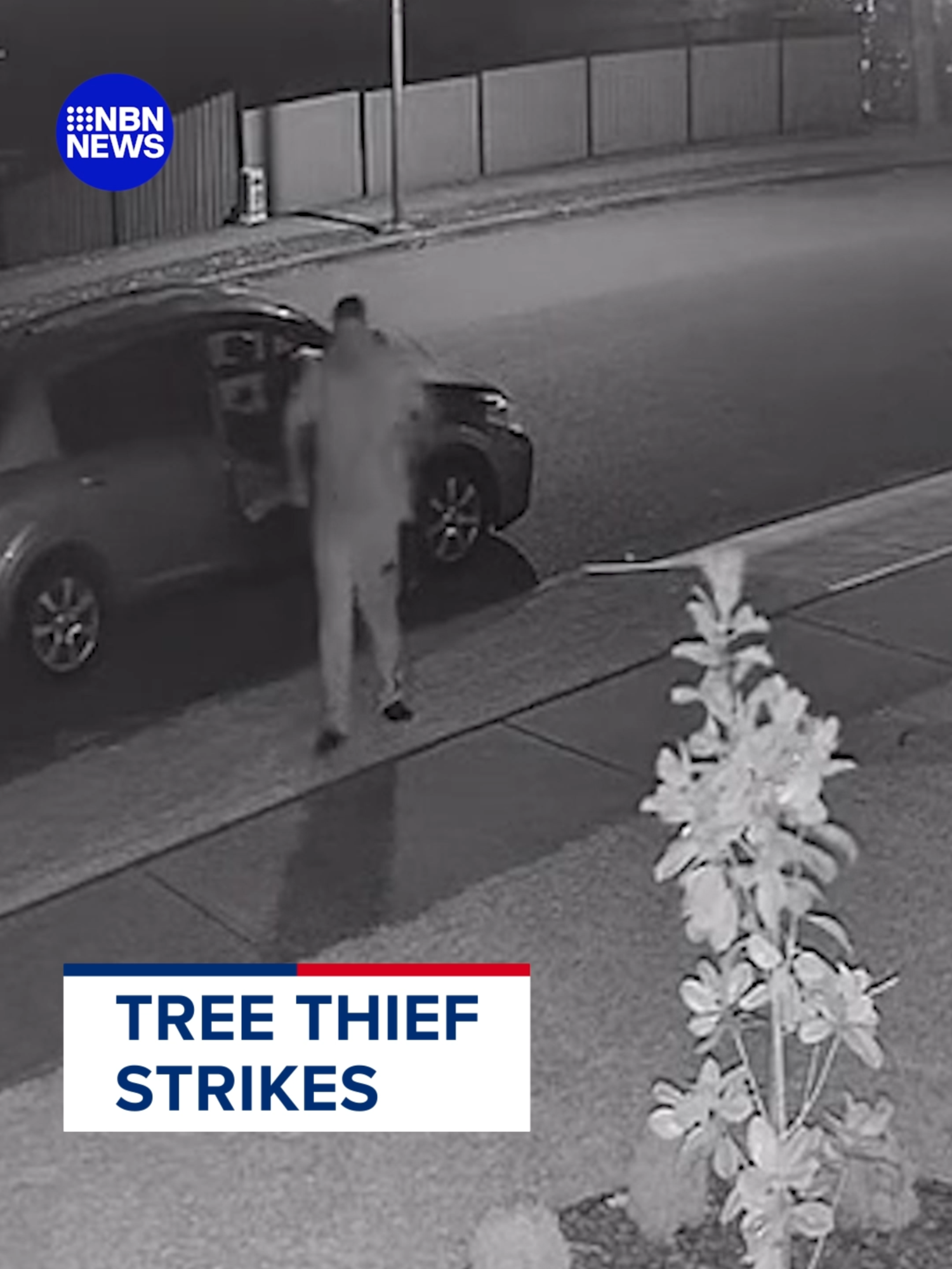 A Rutherford couple has woken up to an empty front yard after their magnolia tree was stolen on Monday night, with CCTV capturing the moment the tree thief strikes. #NBNNews #tree #magnolia#cctv