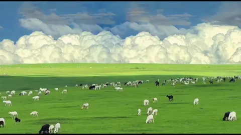 Tôi có thể nằm ở bãi cỏ này và ngủ cả ngày #binhyen #chualanh #motchutbinhyen #fyp #xuhuong 