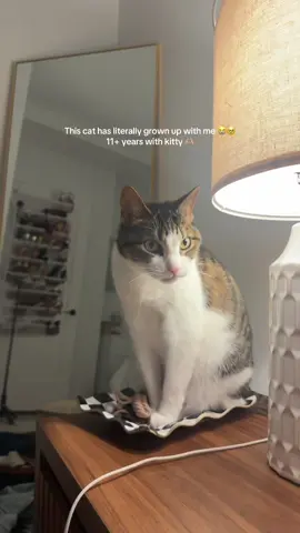 Kitty appreciation post 🥹😭❤️🫶🏼