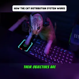 You don’t adopt cats… cats assign themselves to you #CatDistributionSystem #CatTok #FunnyAnimals #WholesomeTok #PetStories